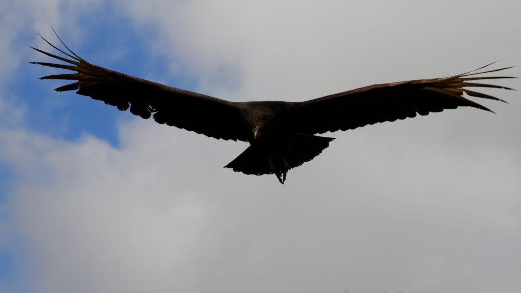 02 - Everglade NP (79).jpg